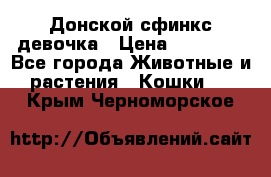 Донской сфинкс девочка › Цена ­ 15 000 - Все города Животные и растения » Кошки   . Крым,Черноморское